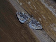 Pelurga comitata