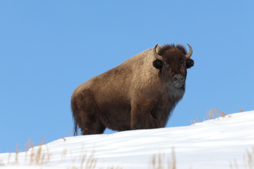 American Bison photographed in Wyoming