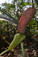 Anthurium schlechtendalii