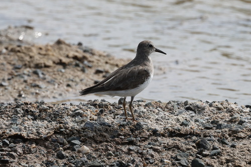 Temminck's Stint