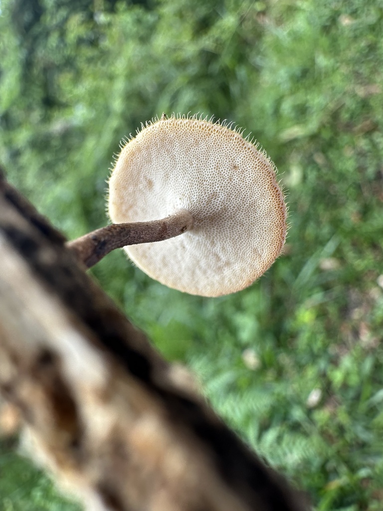 Lentinus flexipes · February 2025 · photo: © nbareschu (iNaturalist, cc-by)