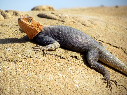 Peters's Rock Agama