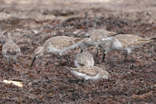 Curlew Sandpiper