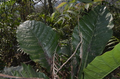 Anthurium schlechtendalii