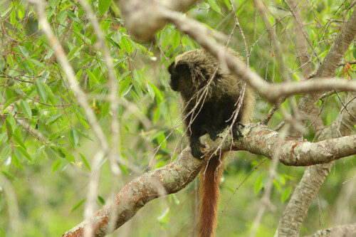 Blond Titi Monkey