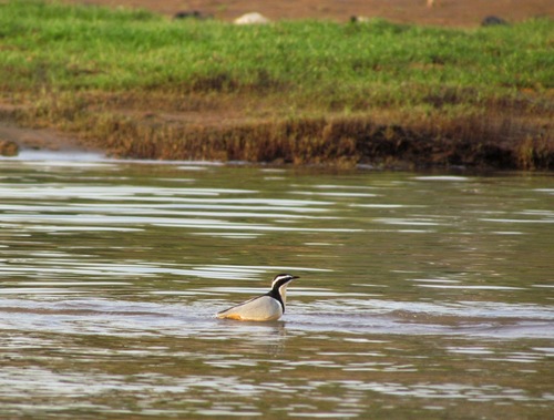 Egyptian Plover