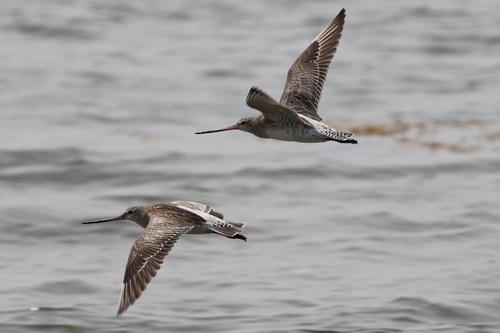 Bar-tailed Godwit