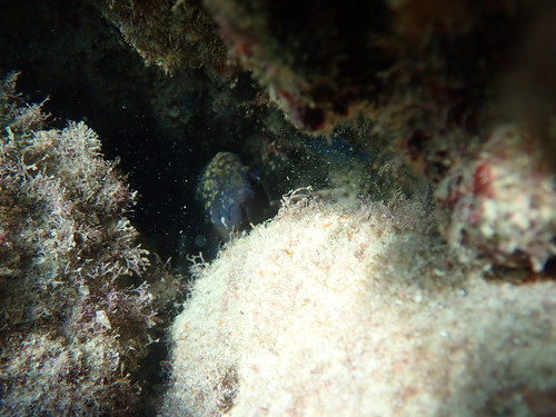 Dusky grouper