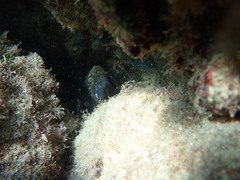 Dusky grouper