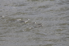 Anableps microlepis