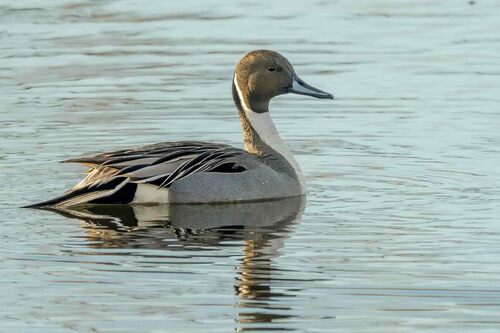 Canard pilet, mâle