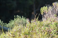 Sphenoeacus afer afer