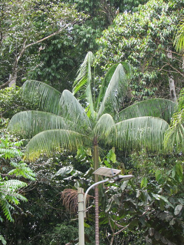 Foto de Açaí-solteiro