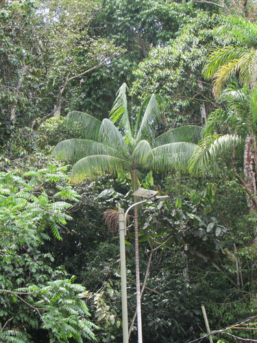 Foto de Açaí-solteiro