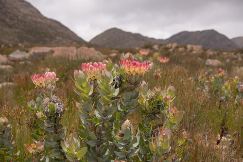 Broad-leaf sugarbush (Protea eximia)