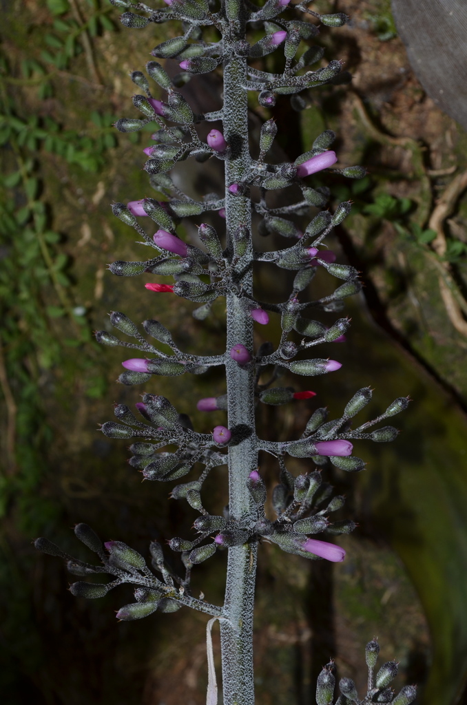 Aechmea lueddemanniana · BioDiversity4All