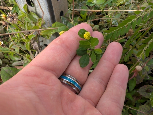 Medicago lupulina observed 2025-02-16
