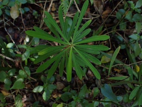 Euphorbia kraussiana, photograph 5
