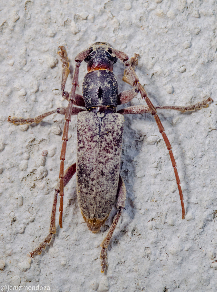 Anelaphus inermis
