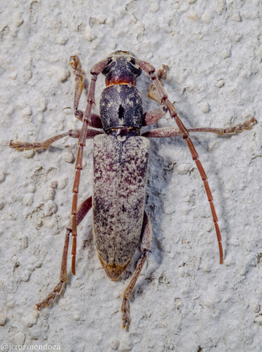 Anelaphus inermis (Newman, 1840)