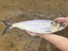 American Shad photo 2