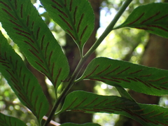 Asplenium gemmiferum, photograph (c) Nanna Joubert, some rights reserved (CC BY-SA)