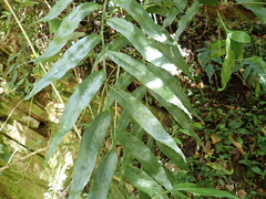 Asplenium gemmiferum, photograph (c) Nanna Joubert, some rights reserved (CC BY-SA)