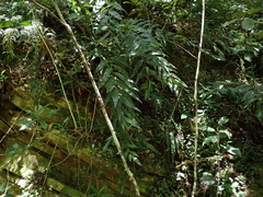 Asplenium gemmiferum, photograph (c) Nanna Joubert, some rights reserved (CC BY-SA)