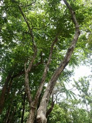 Fernandoa adenophylla