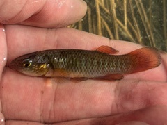 Redface Topminnow photo 1