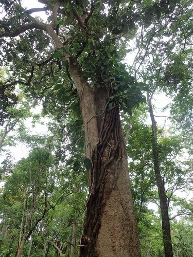 Annamese Burada (Parinari anamensis)