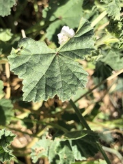 Malva neglecta