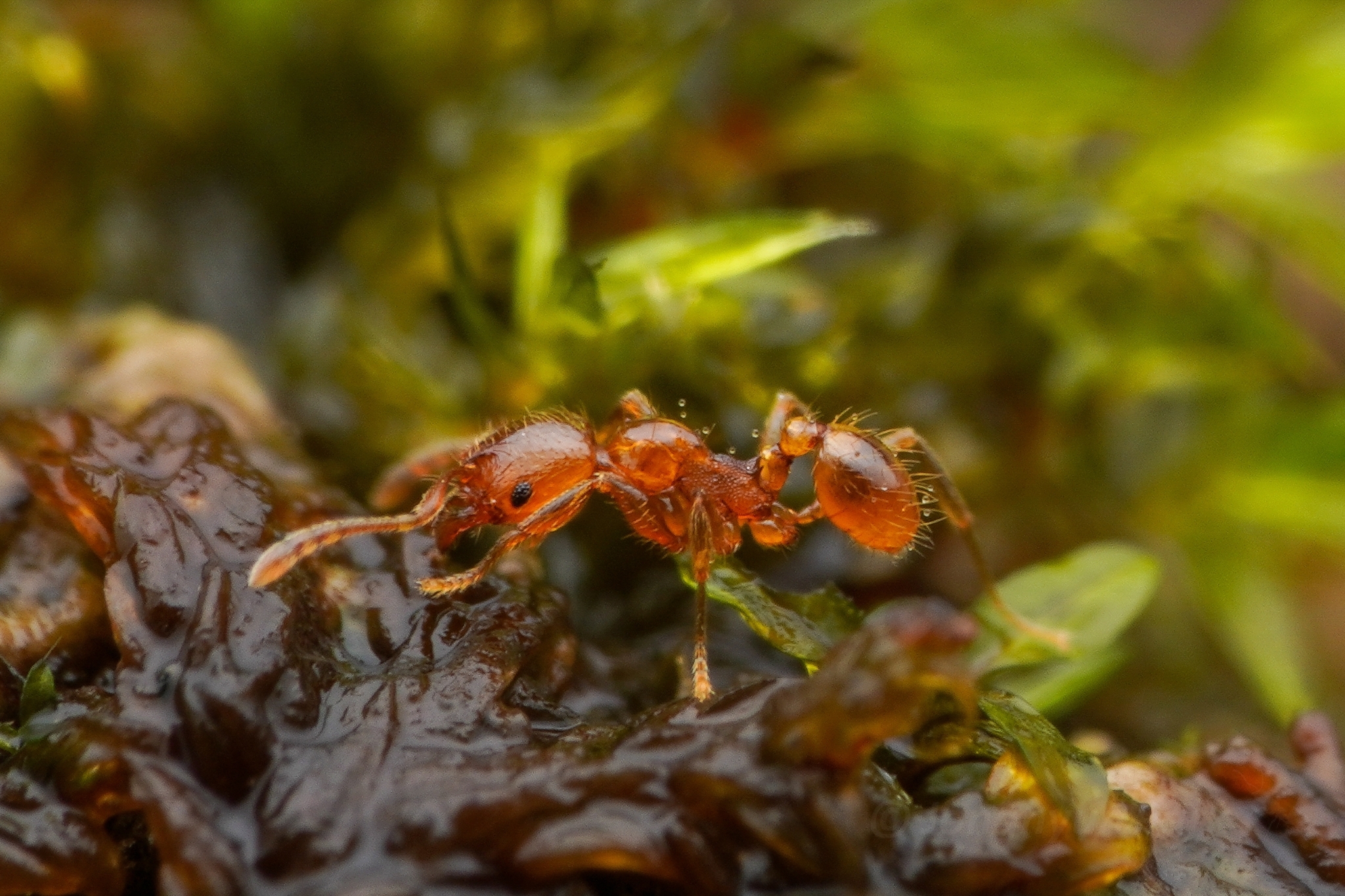 Pheidole deltea