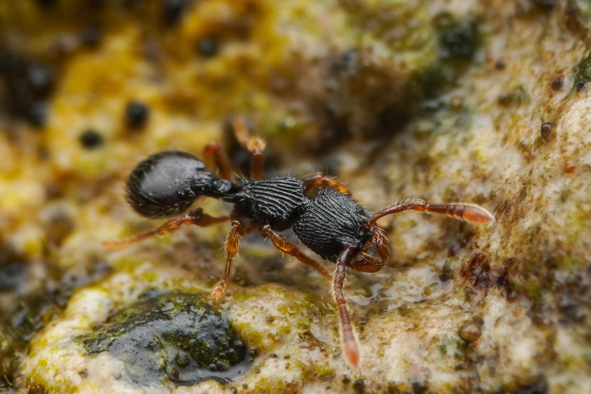 Myrmecina gracilis