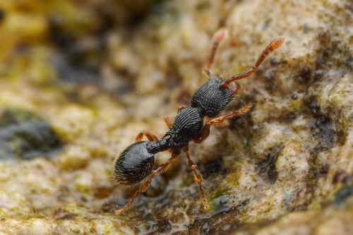 Myrmecina gracilisMyrmecina gracilis