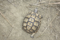 Testudo graeca ibera
