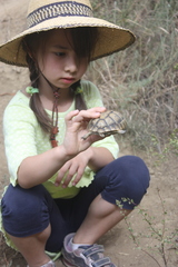 Testudo graeca ibera