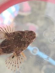 Taurulus bubalis