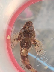 Taurulus bubalis