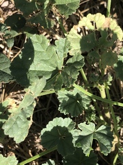 Malva neglecta