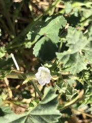 Malva neglecta