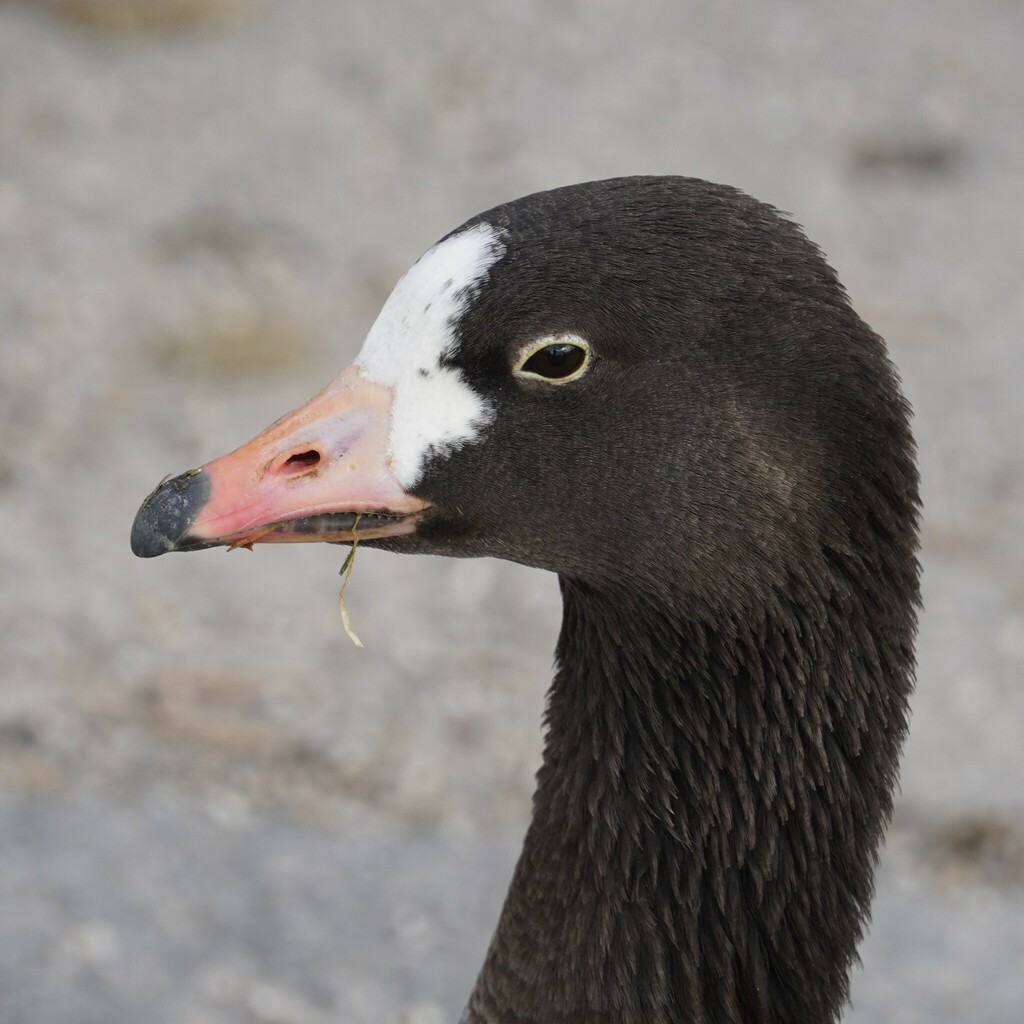 Emperor Goose x Greylag Goose