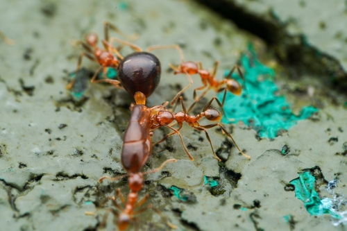 Pheidole carinicepsPheidole cariniceps