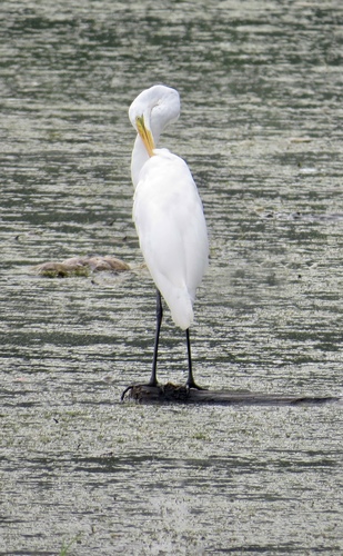 Great Egret photographed in New Jersey