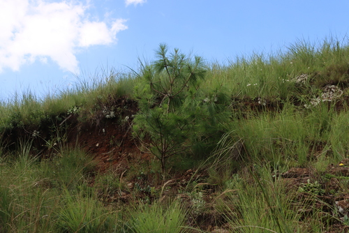 Image of Pinus patula by (c) Tony Rebelo, some rights reserved (CC BY-SA)