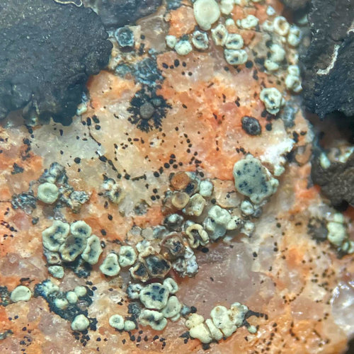 Cercidospora epipolytropa observed 2023-08-12