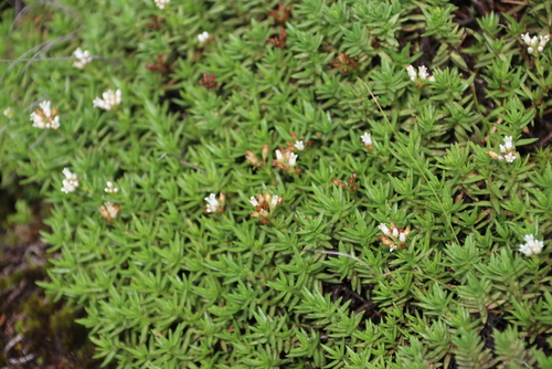 Crassula dependens