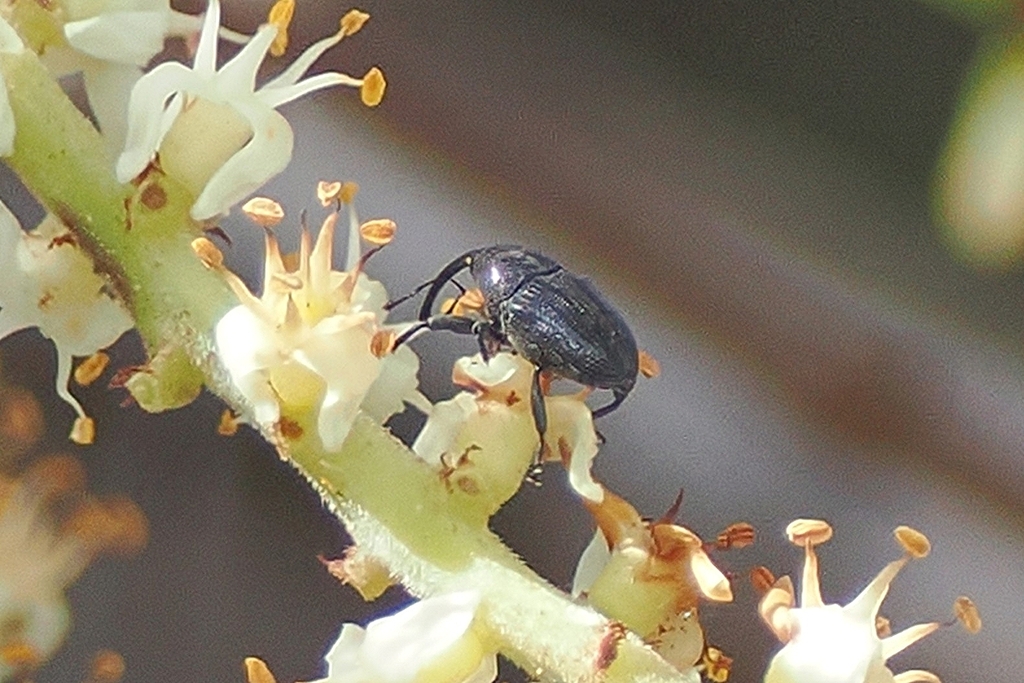 Nutgrass Billbug from High Ridge Natural Scrub Area 7300 High Ridge ...