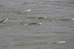 Anableps microlepis