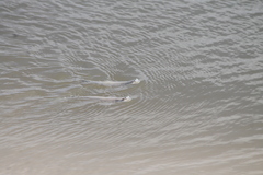 Anableps microlepis